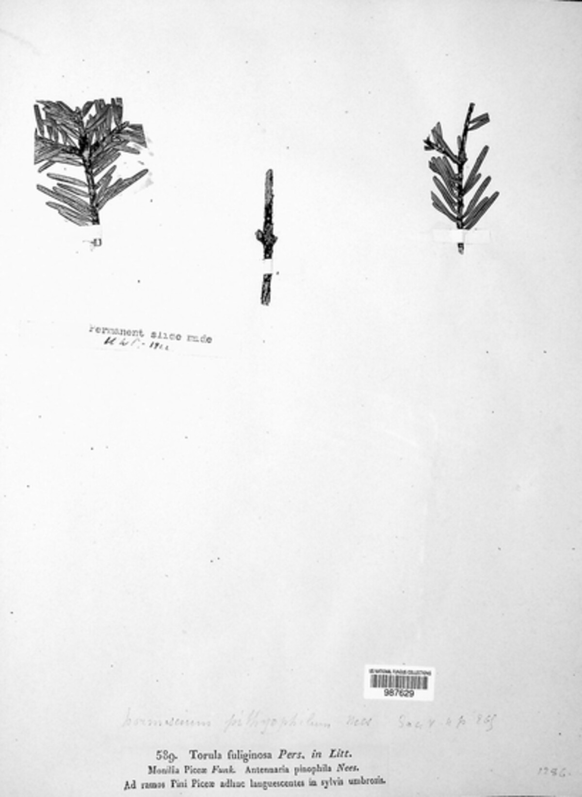 Torula fuliginosa image